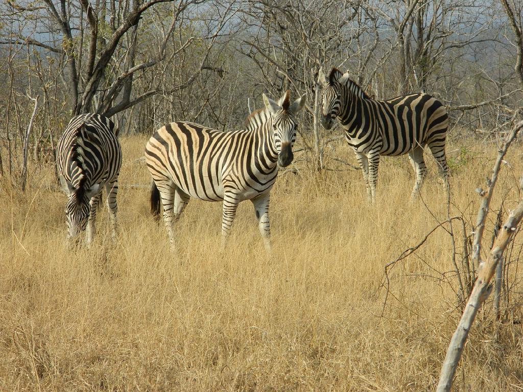 Suedafrika (108)